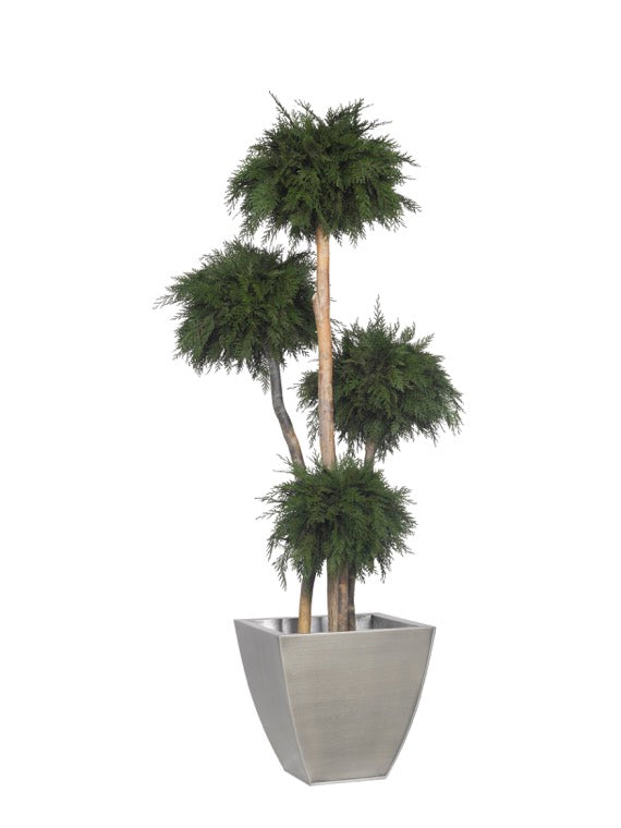 THUJA MULTIBOLA