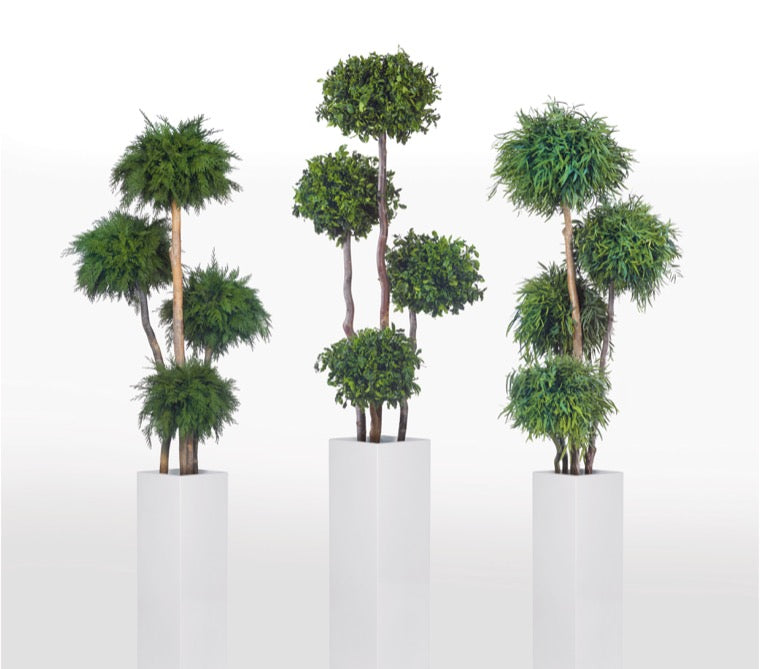 THUJA MULTIBOLA