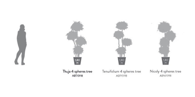 THUJA MULTIBOLA