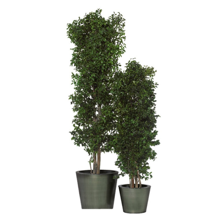 SLIM TENUIFOLIUM