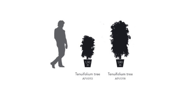 SLIM TENUIFOLIUM