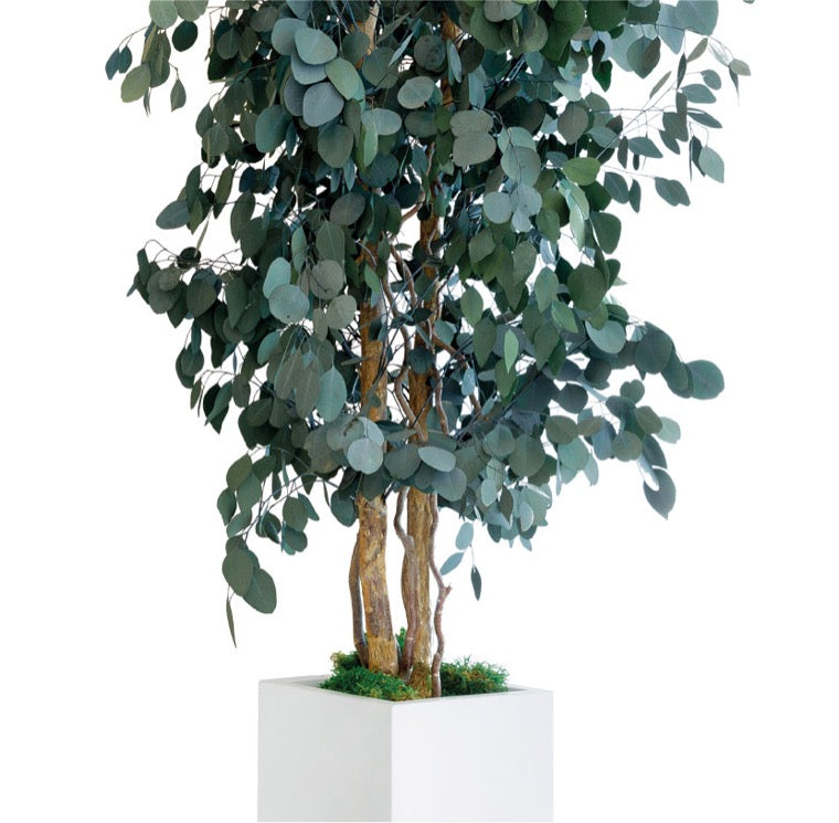 SLIM POPULUS