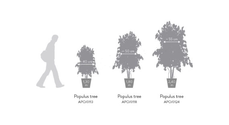 SLIM POPULUS