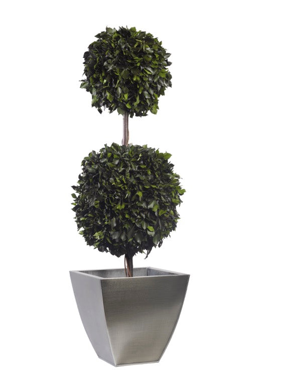 HEDERA MULTIBOLA