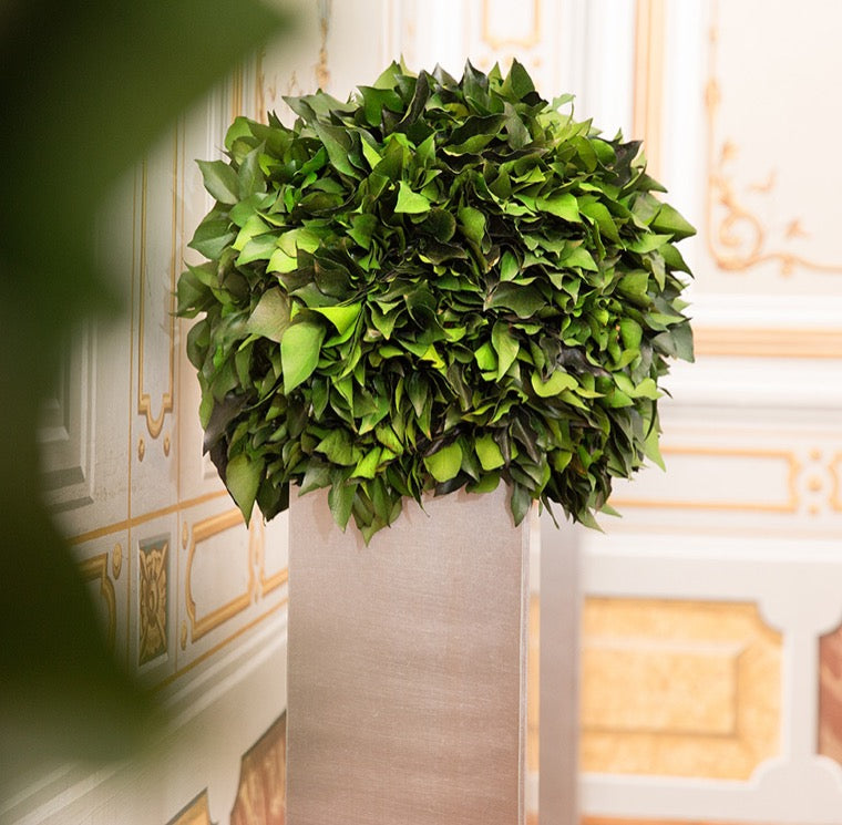 HEDERA MULTIBOLA