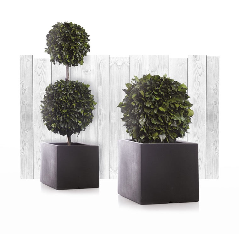 HEDERA MULTIBOLA