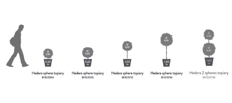 HEDERA MULTIBOLA