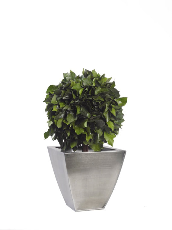 HEDERA MULTIBOLA