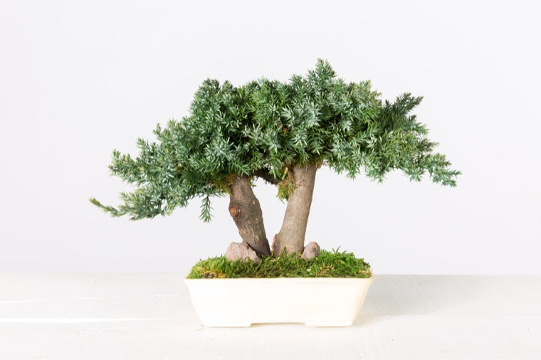 BONSAI MINI PROCUMBENS