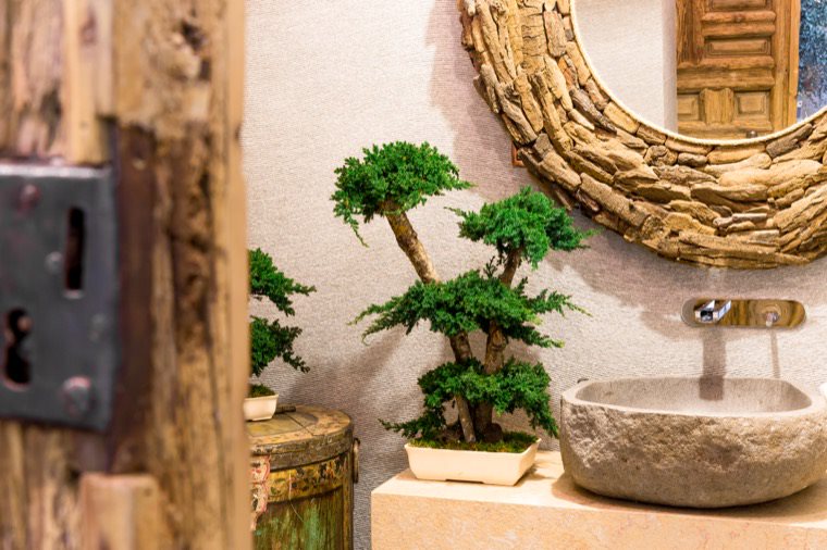 BONSAI MINI PROCUMBENS