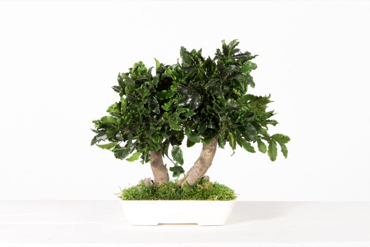 BONSAI MINI TENIUFOLIUM