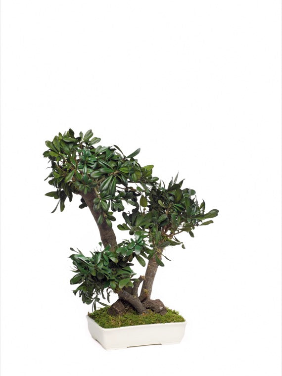 BONSAI MINI TOBIRA