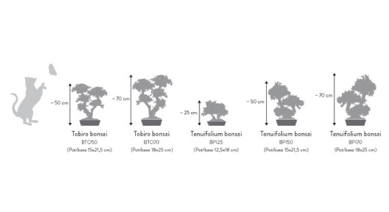 BONSAI MINI TOBIRA