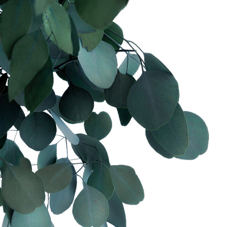 CROWN POPULUS
