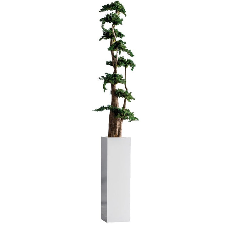 BONSAI JUMBO JUNIPERUS