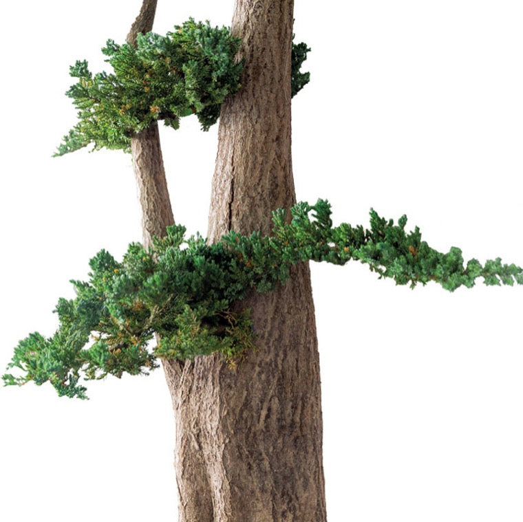 BONSAI JUMBO JUNIPERUS
