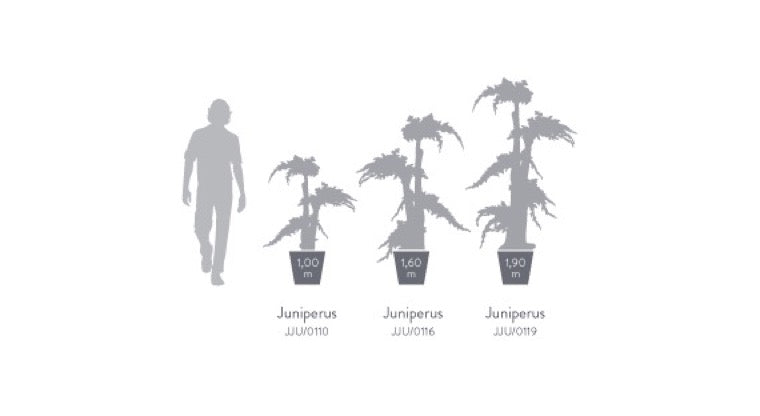 BONSAI JUMBO JUNIPERUS