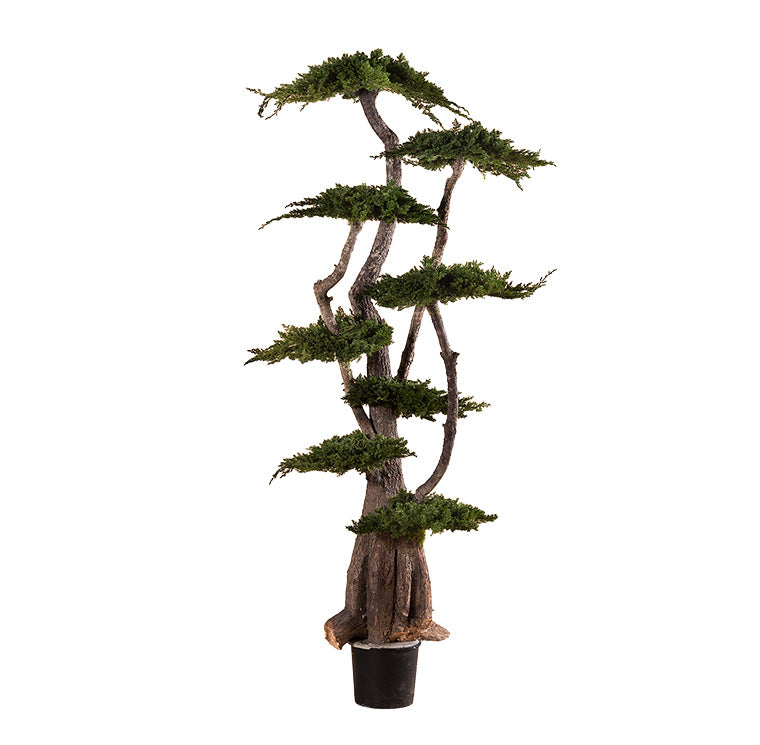 BONSAI JUMBO JUNIPERUS