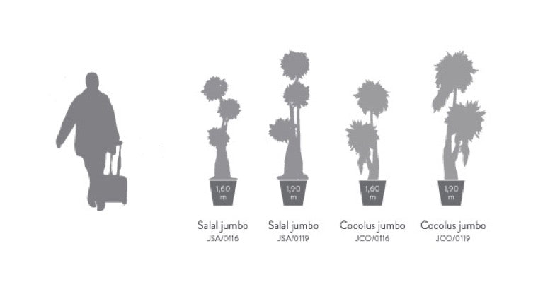 BONSAI JUMBO SALAL