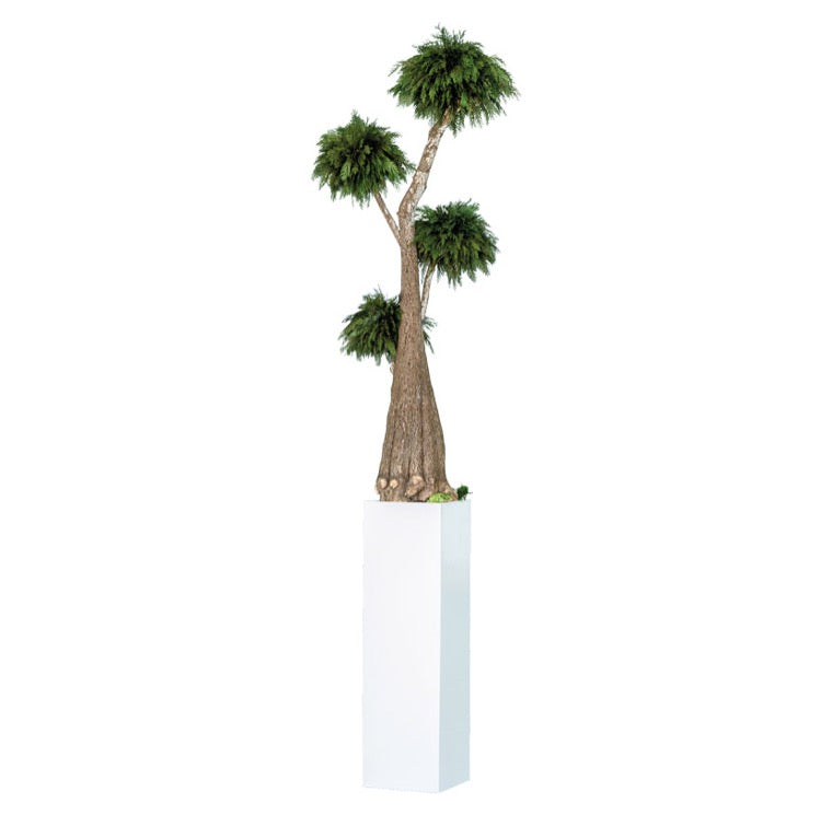 BONSAI JUMBO THUJA