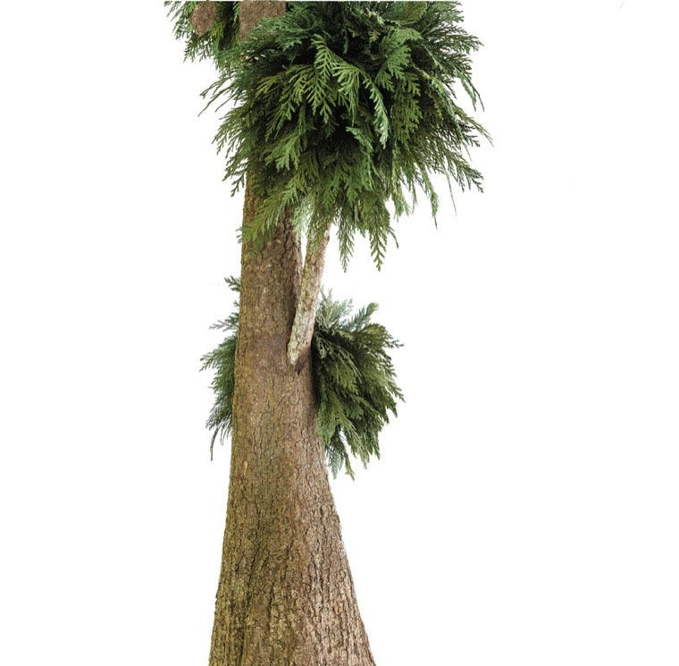 BONSAI JUMBO THUJA
