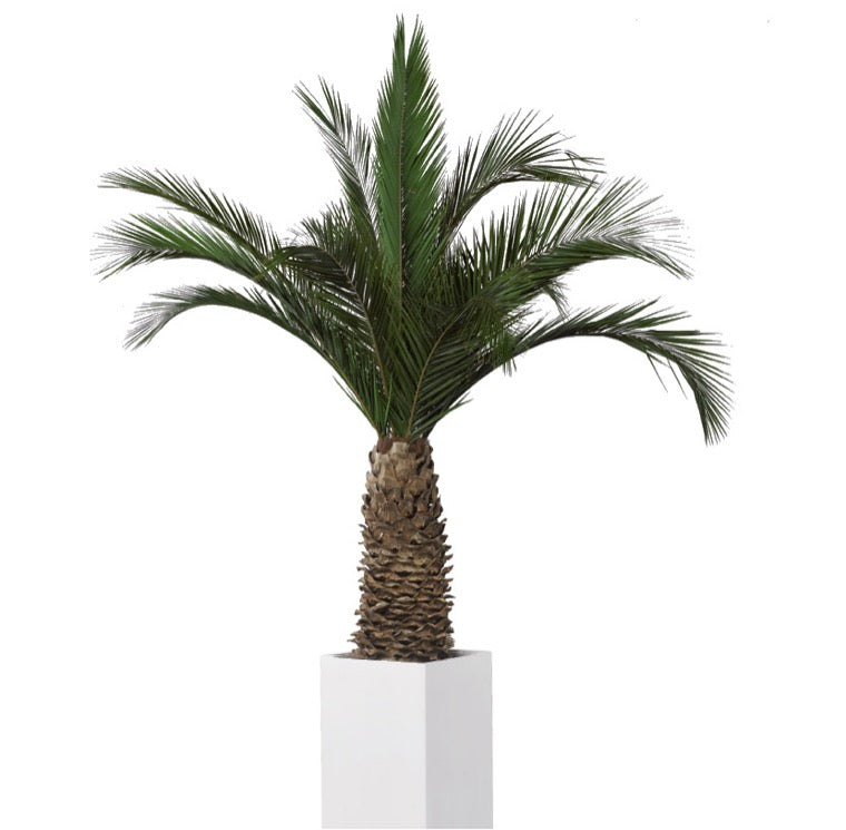 PALMERA PHOENIX AGAVE