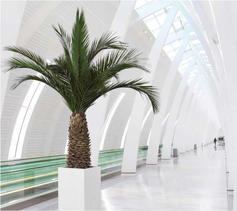 PALMERA PHOENIX AGAVE