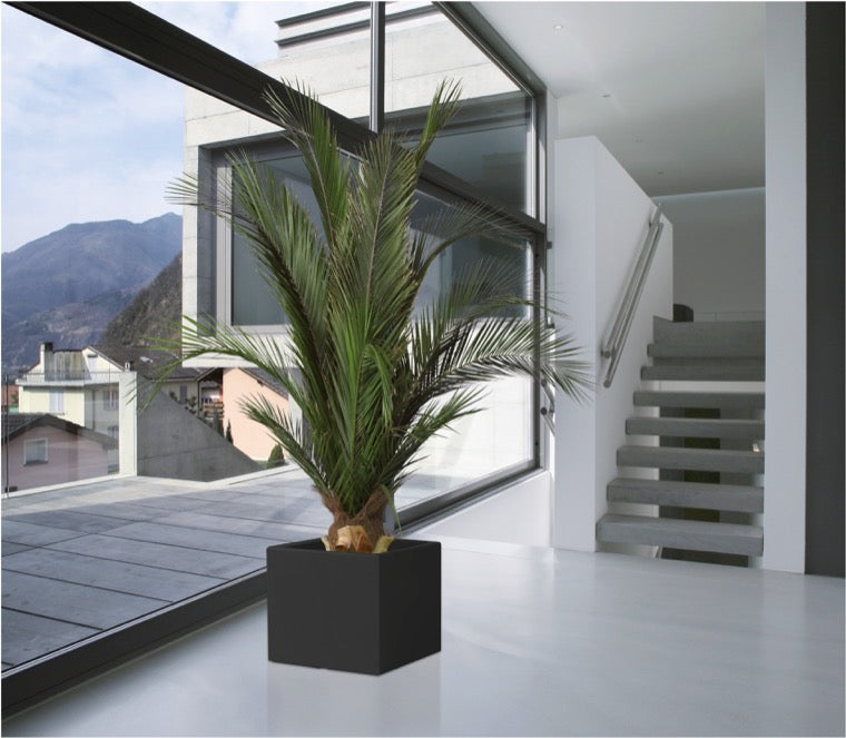 KIT PALMERA PHOENIX BASE