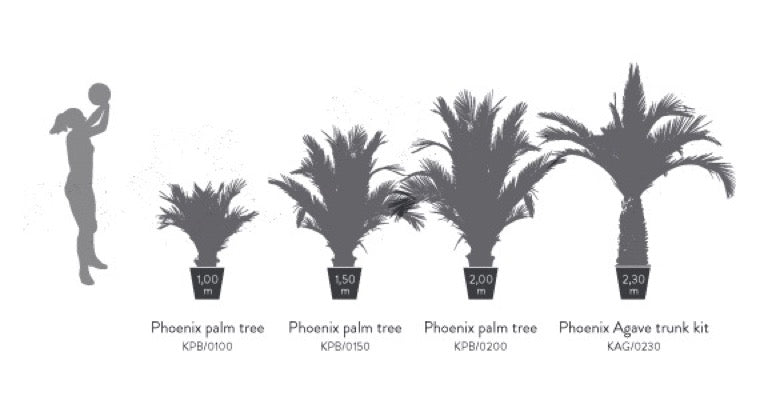 KIT PALMERA PHOENIX BASE