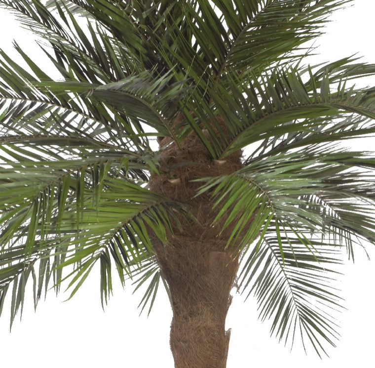 KIT PALMERA PHOENIX ARBOL