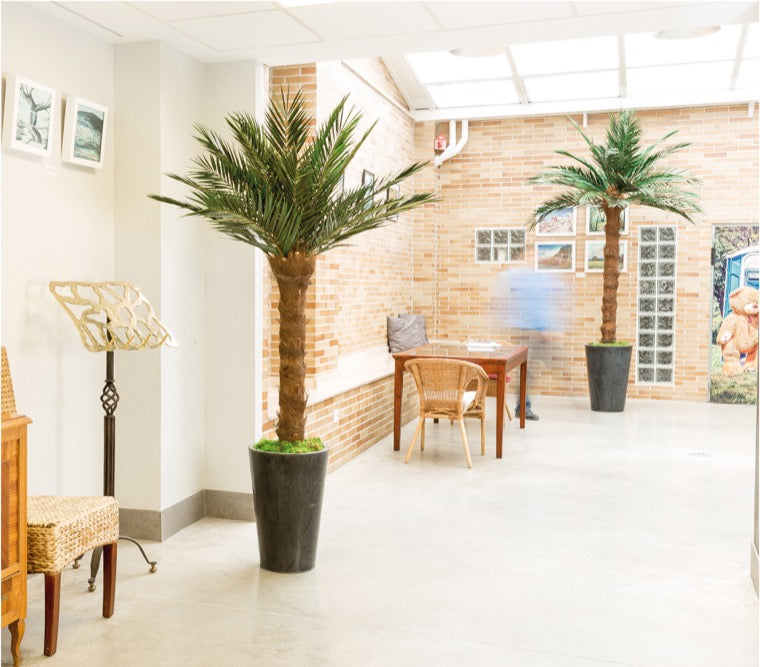 KIT PALMERA PHOENIX ARBOL