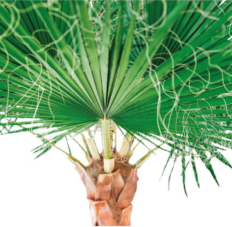 PALMERA WASHINGTONIA