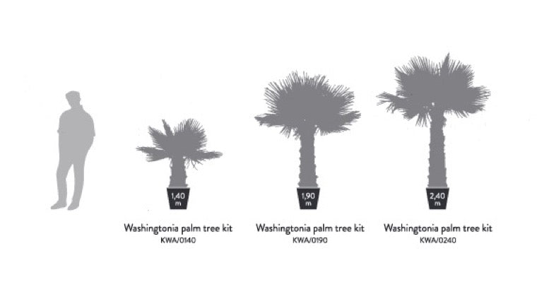 PALMERA WASHINGTONIA