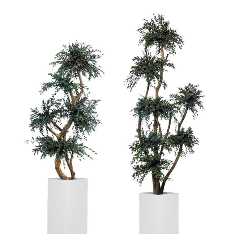 PARVIFOLIA MULTIBOLA