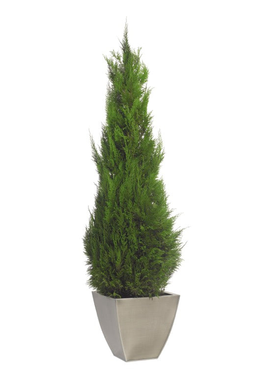CONIFER STARDUST