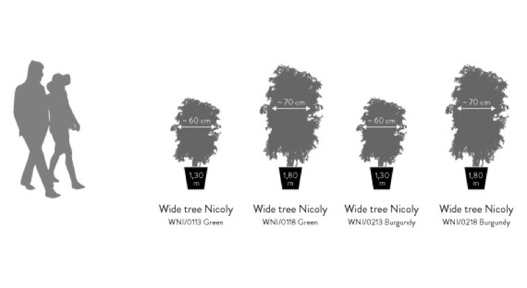 WIDE NICOLY