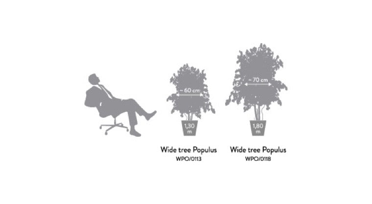 WIDE POPULUS