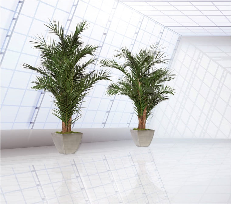 PALMERA PHOENIX YURUGUANO