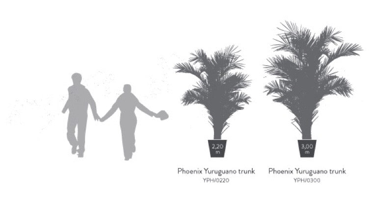 PALMERA PHOENIX YURUGUANO