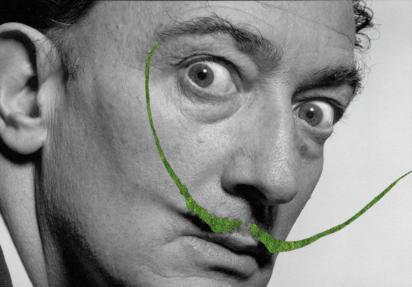 SALVAMOSS DALI