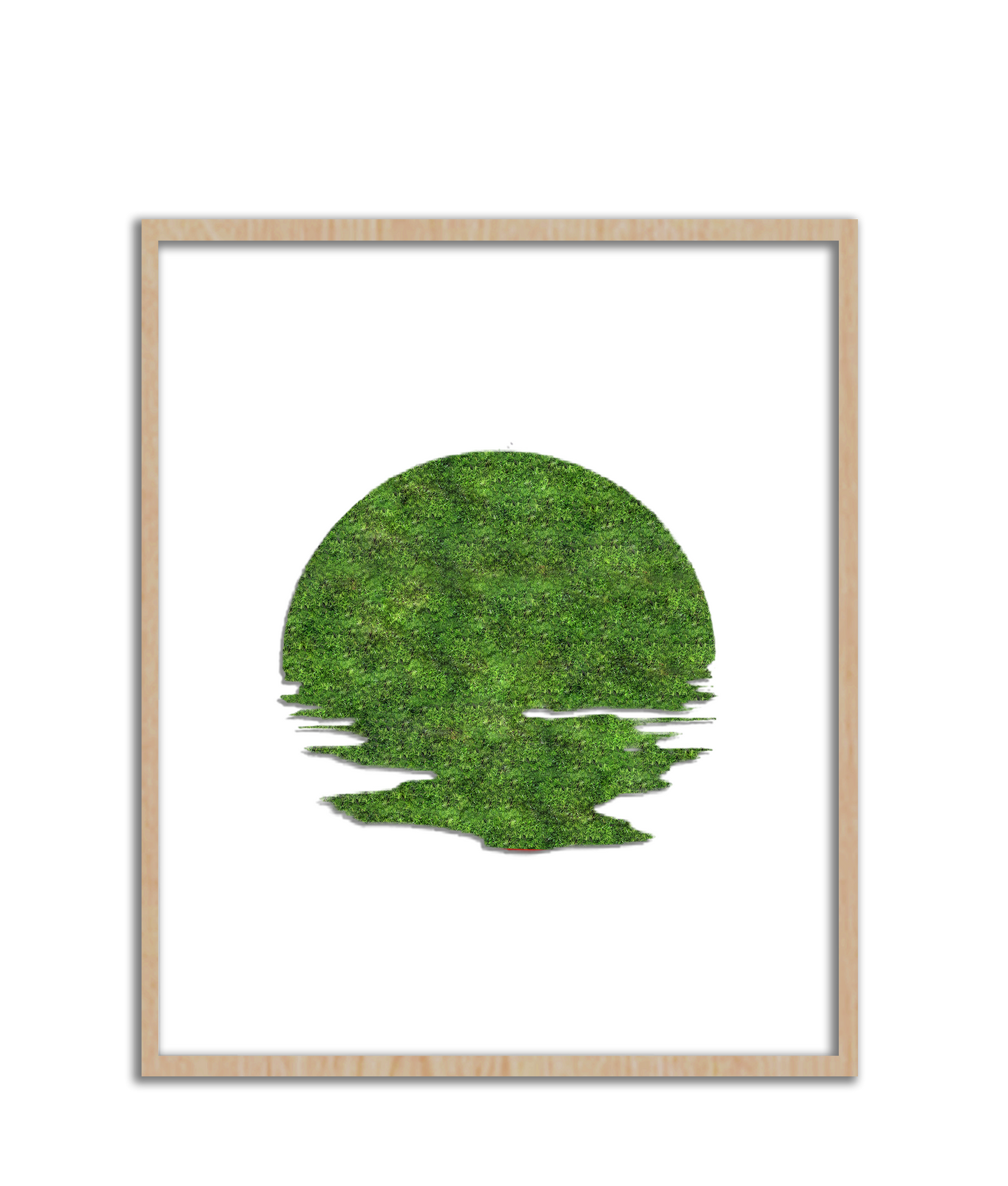 SUN MOSS