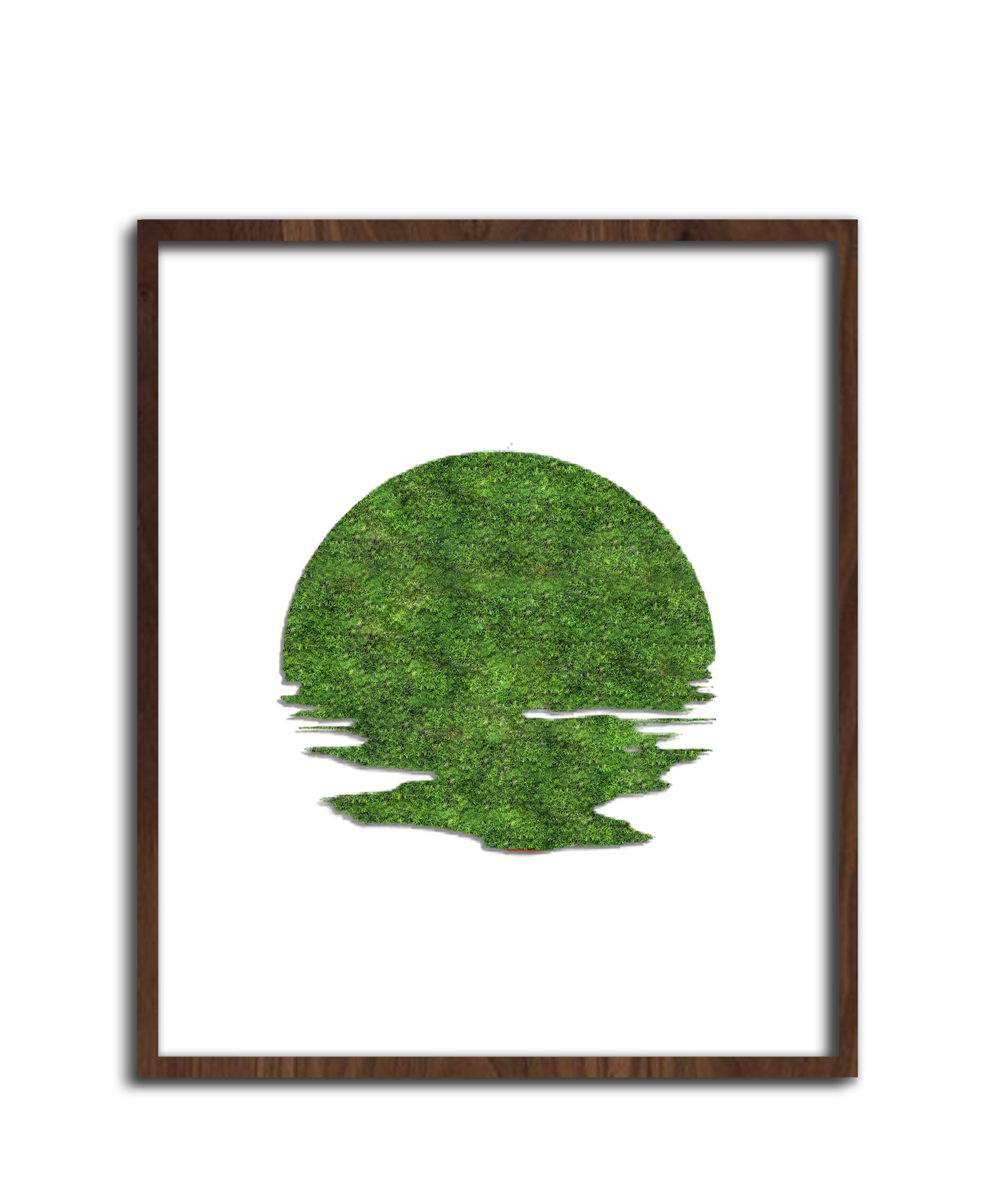 SUN MOSS