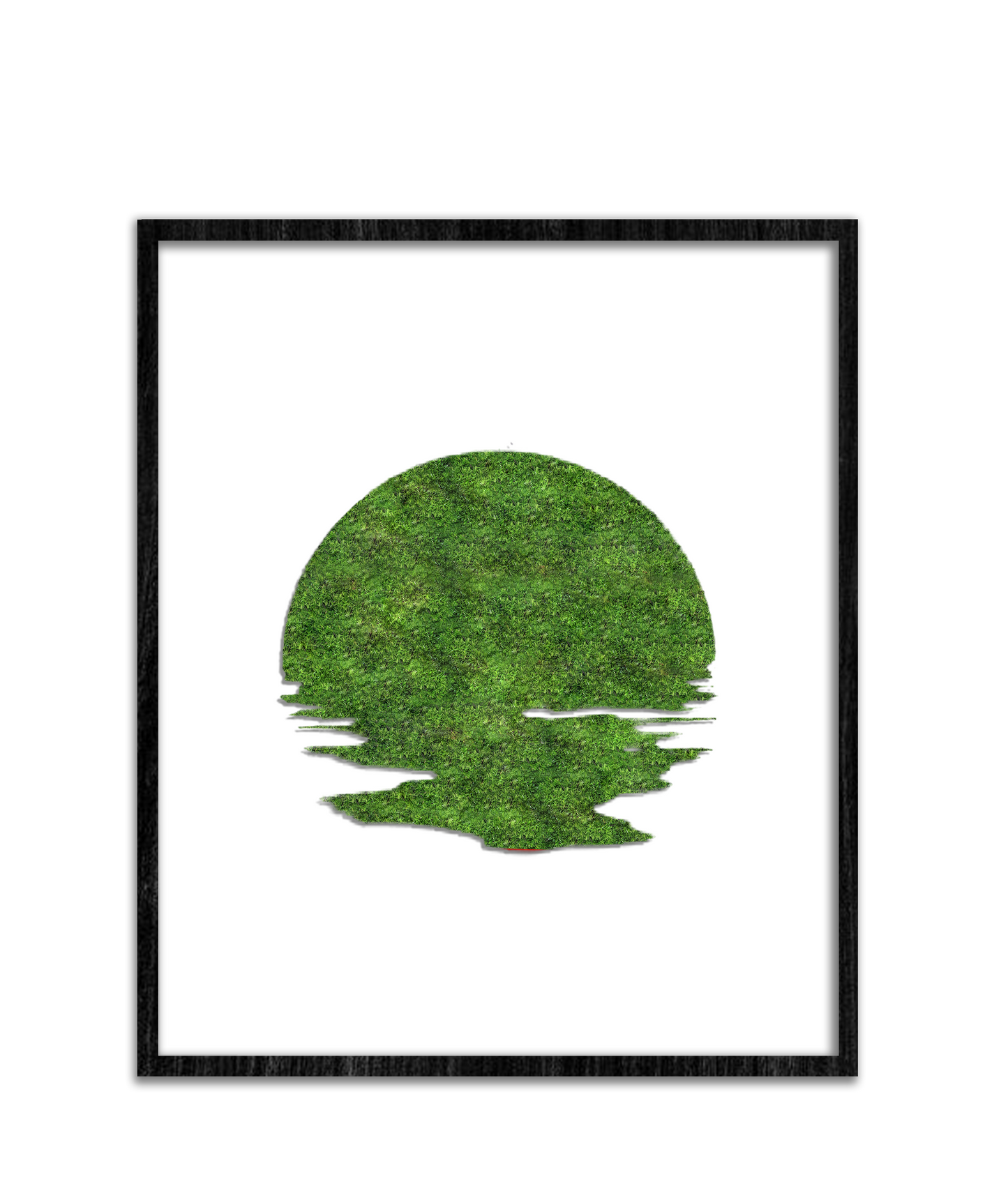 SUN MOSS