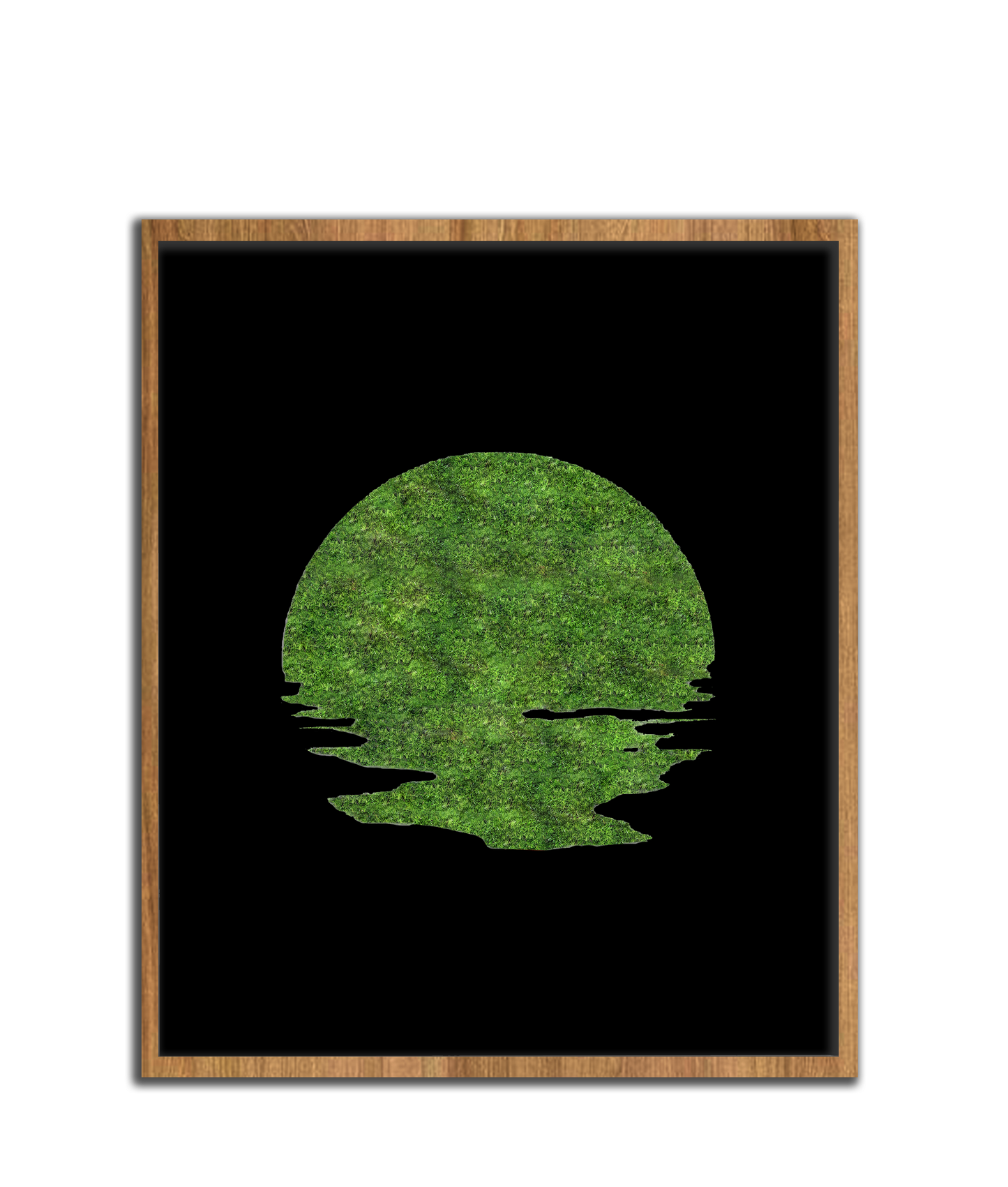 SUN MOSS