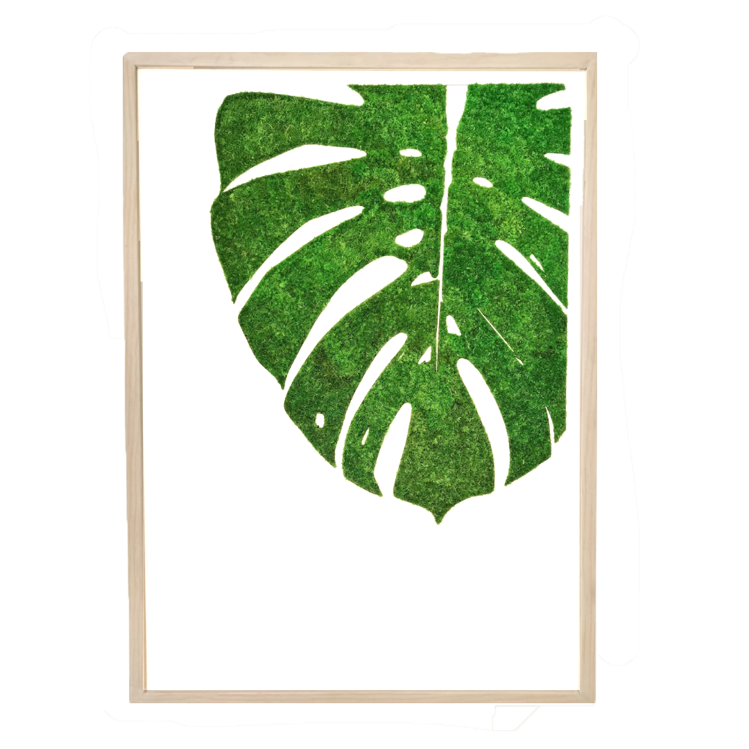 MONSTERA DELICIOSA LEAF