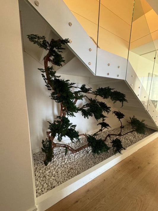 BONSAI JUMBO PH TORRE MITIKA