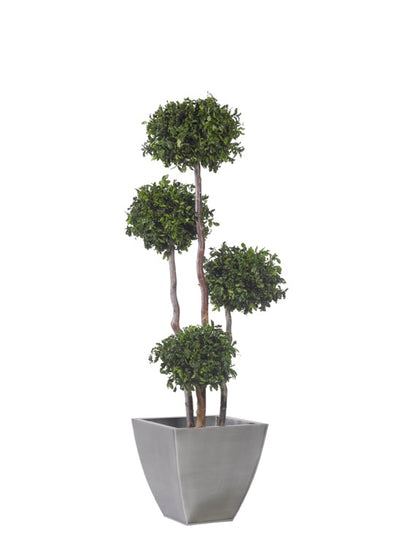 PITOSPORUM MULTIBOLA