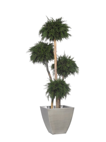 THUJA MULTIBOLA