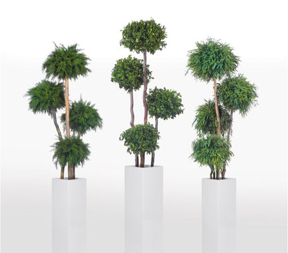 THUJA MULTIBOLA