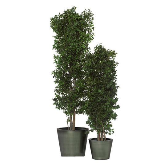 SLIM TENUIFOLIUM